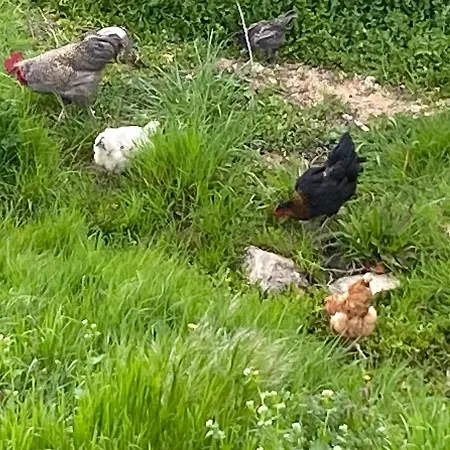 Le Du Moulin *
